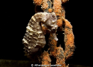 Sea-horse attached to a chain - Hippocampus fuscus by Athanassios Lazarides 